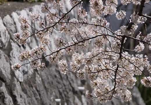 201303261111-DSC06941.jpg