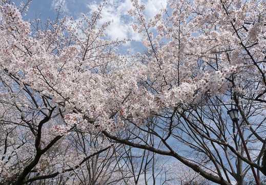 201303261122-DSC04695N.jpg
