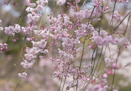 201303261135-DSC06970.jpg