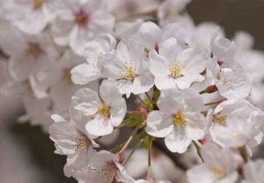201303261144-DSC06983.jpg