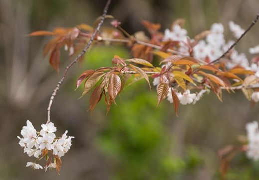 201303261200-DSC07017.jpg