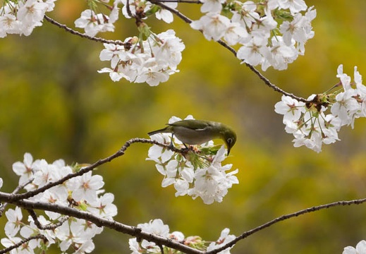 201303261207-DSC07036.jpg