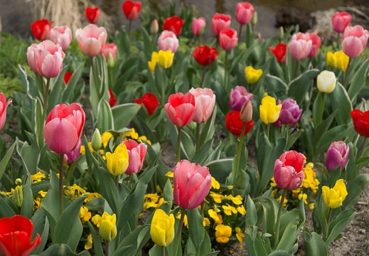 201303271413-DSC07382.jpg