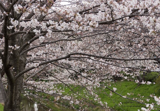 201303271431-DSC07408.jpg