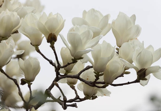 201303271442-DSC07438.jpg