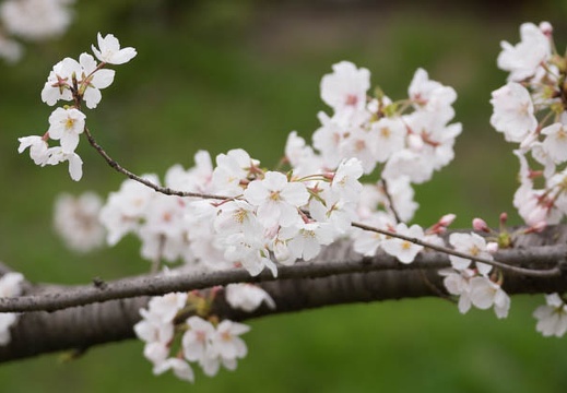 201303271447-DSC07449.jpg