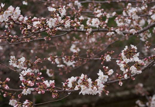 201303271448-DSC07450.jpg