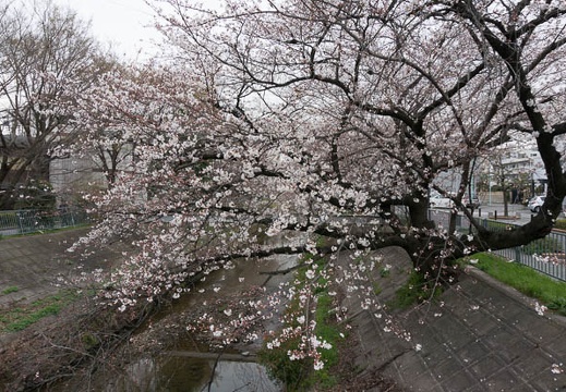 201303271505-DSC04871N.jpg