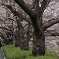201303271510-DSC07491.jpg