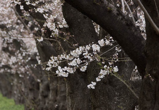 201303271512-DSC07496.jpg