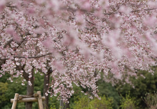 201303281339-DSC07540.jpg