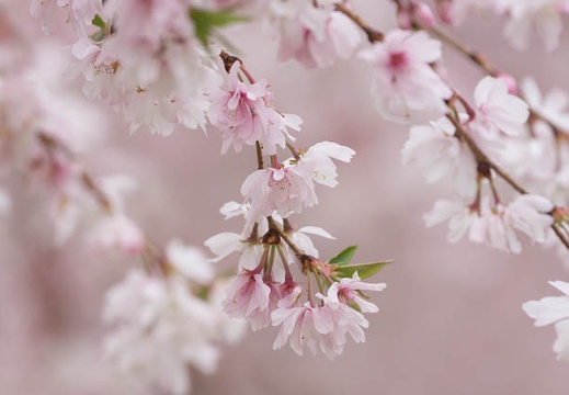 201303281340-DSC07548.jpg