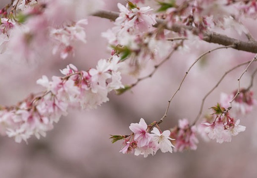 201303281342-DSC07556.jpg