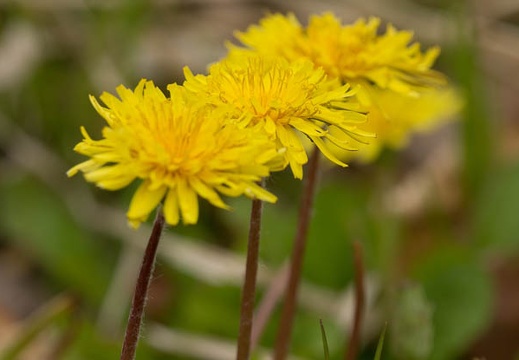 201303281355-DSC07597.jpg