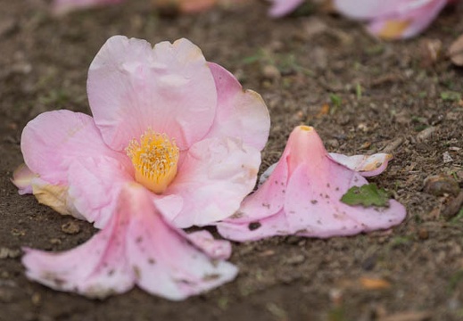 201303281401-DSC07618.jpg