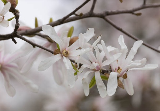 201303281412-DSC07634.jpg