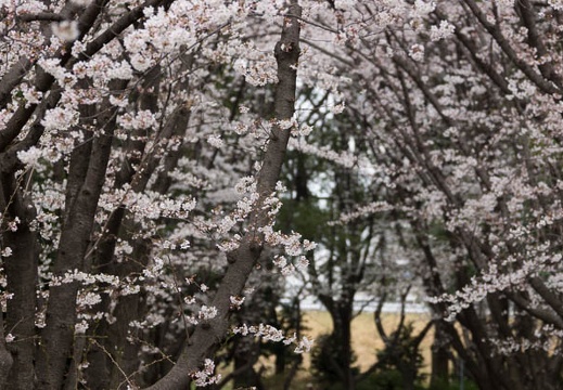 201303281429-DSC07686.jpg