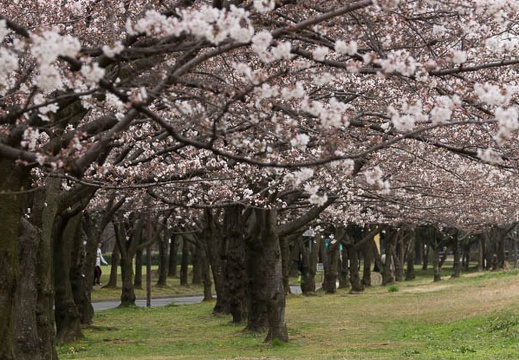 201303281432-DSC07697.jpg