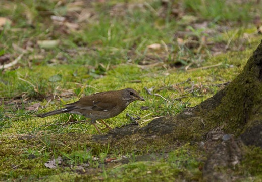 201303281434-DSC07706.jpg