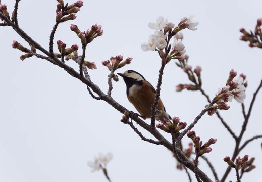 201303281435-DSC07710.jpg