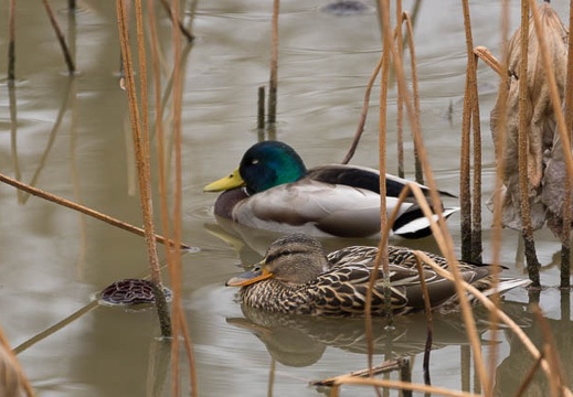 201303281440-DSC07724.jpg
