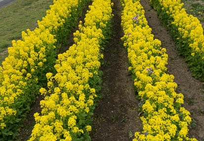 201303281456-DSC04936N.jpg