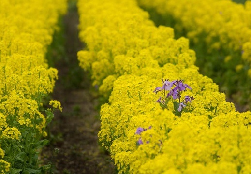 201303281456-DSC07744.jpg