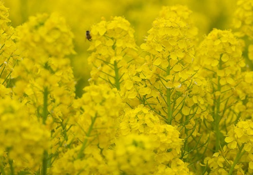 201303281501-DSC07756.jpg