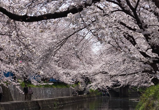 201303301017-DSC07996.jpg