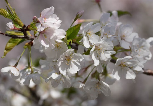 201303301019-DSC08001.jpg