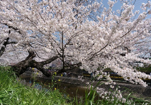 03.30 五条川の千本桜