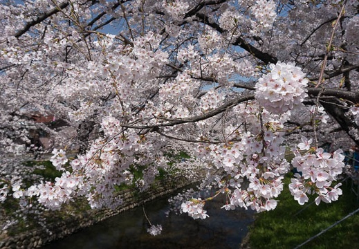 201303301034-DSC05133N.jpg