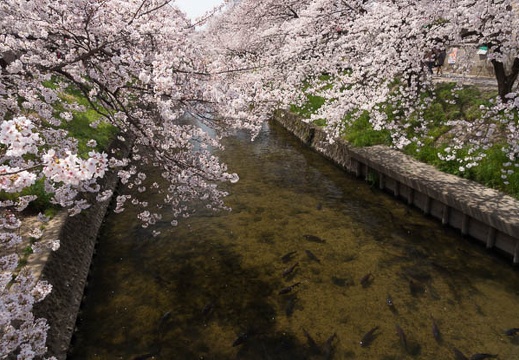 201303301106-DSC08113.jpg