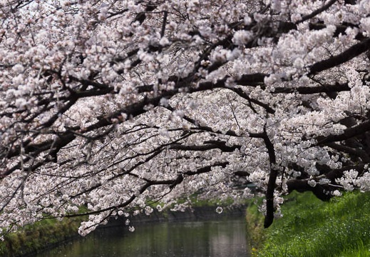201303301122-DSC08156.jpg