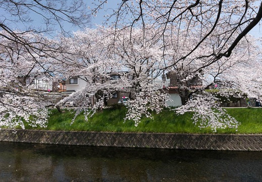 201303301205-DSC05215N.jpg