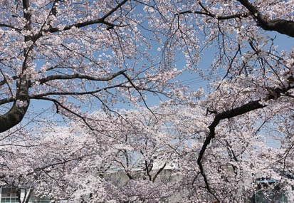 201303301309-DSC05268N.jpg