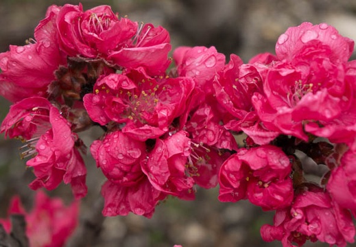 201303311254-DSC05416.jpg