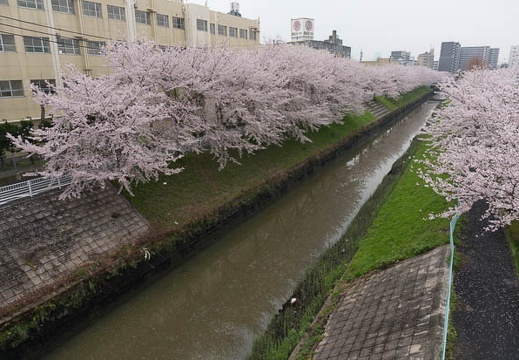 201303311355-DSC05487.jpg