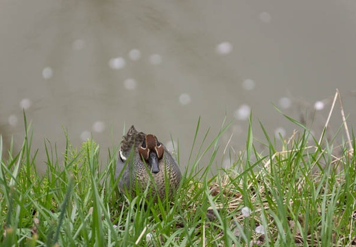 201303311415-DSC08811.jpg