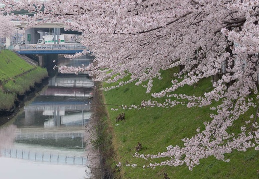 201303311422-DSC08830.jpg