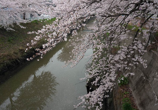 201303311427-DSC05516.jpg