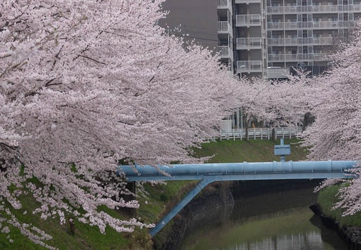 201303311427-DSC08845.jpg