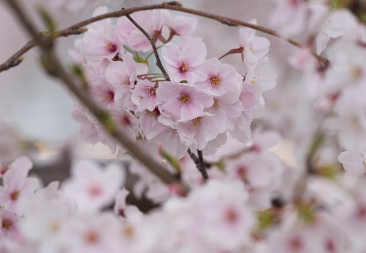 201303311433-DSC08869.jpg