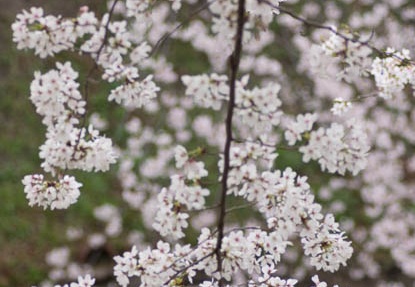 201303311443-DSC08893.jpg