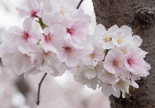 201303311448-DSC08918.jpg