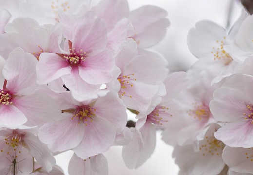 201303311448-DSC08921.jpg