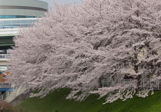 201303311459-DSC08964.jpg