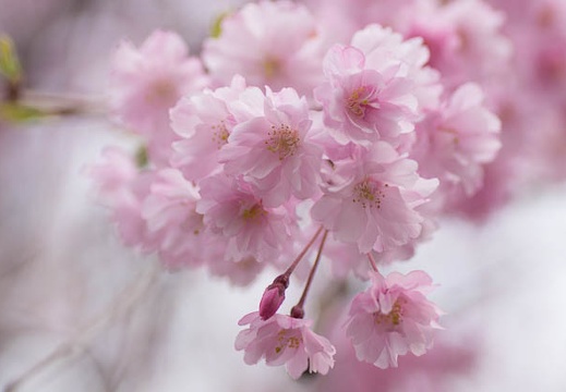 201303311512-DSC08981.jpg