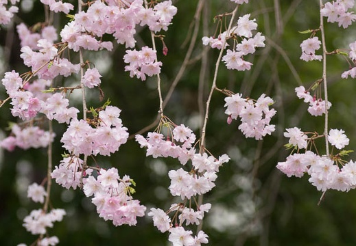 201303311517-DSC08996.jpg