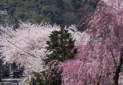 201304011048-DSC09116.jpg